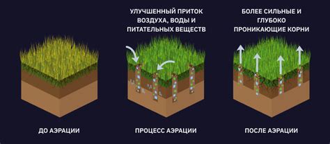 Здоровая почва: почему рыхление и аэрация так важны для жизни растений?