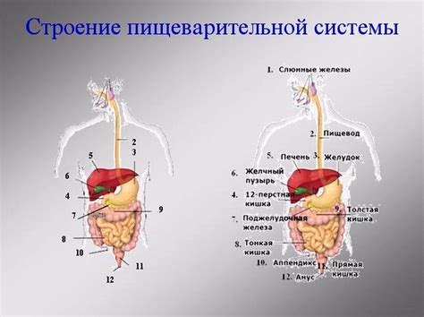 Здоровье органов пищеварения во время сна