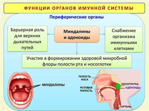 Значение гланд аденоидов и миндалин для организма