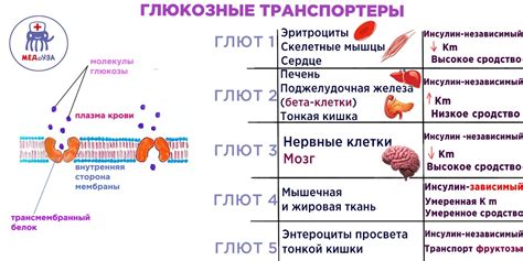 Значение глицидола для организма человека