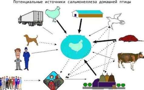 Значение диагностики сальмонеллеза у домашней птицы