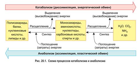 Значение избытка энергии в организме