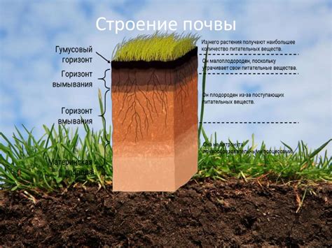 Значение правильной почвы и ее обработки