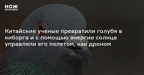 Значение сновидения о внезапном появлении голубя в комнате: каковы его возможные смыслы?