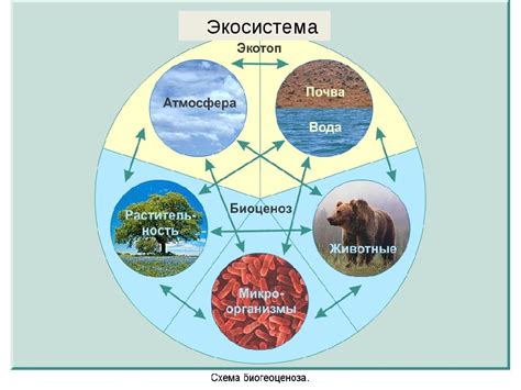 Значимость биоразнообразия для экосистемы