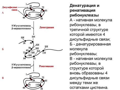 Значимость водородных связей в процессе становления характерной вторичной архитектуры белка