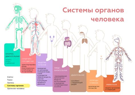 Значимость нормальной функции побуждения к опорожнению организма