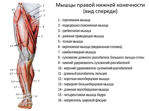 Значимость подвижности нижних конечностей для мужчин: преимущества и факторы