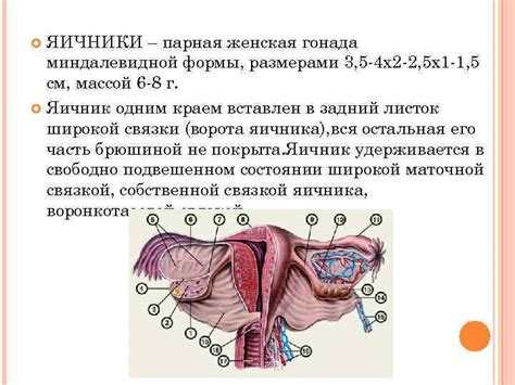 Значимость поддержания здоровья органов придаточной системы у женщин