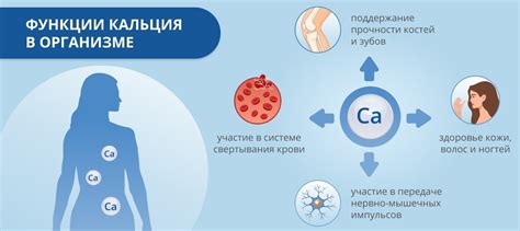 Значимость поддержания оптимального уровня кальция в организме