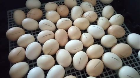 Значимость поддержания устойчивого уровня влажности для успешной инкубации пород птицы, способных нести яйца