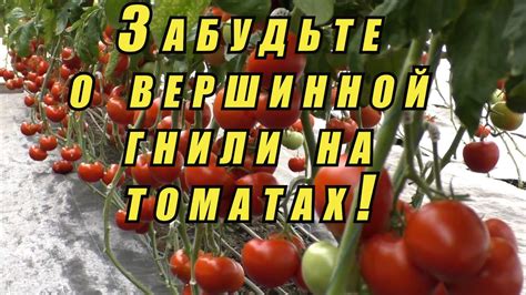 Значимость соблюдения временных рамок сбора и укладки помидоров для предотвращения вершинной гнили