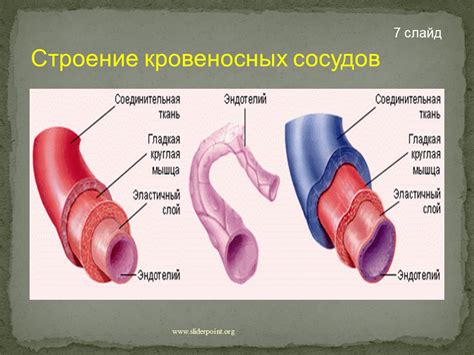 Идентификация возможных факторов, спровоцировавших сужение кровеносных сосудов во время повышения температуры организма детей