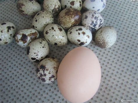 Избрание подходящего яйца и необходимых материалов