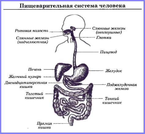 Изменение режима питания и его воздействие на состояние пищеварительной системы у малышей в возрасте 9 месяцев