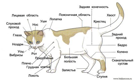 Изменение формы тела кошки