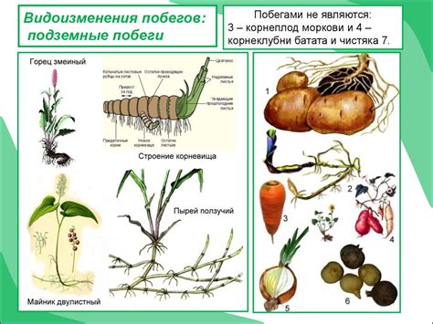 Изменение цвета и формы побегов