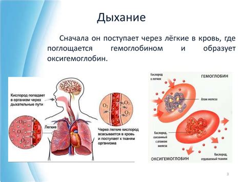 Изменения в организме при вдыхании чистого кислорода