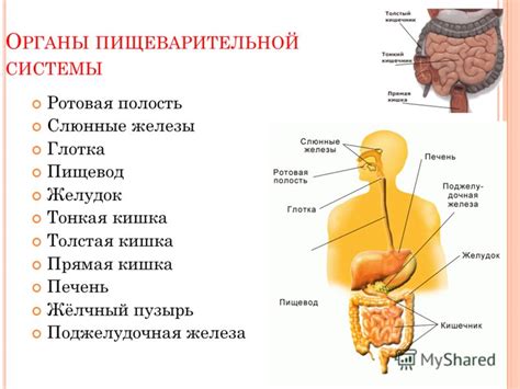 Изменения в работе пищеварительной системы и воздействие на сон