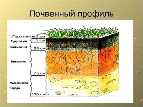 Изменения структуры и состава почвы в результате пожаров