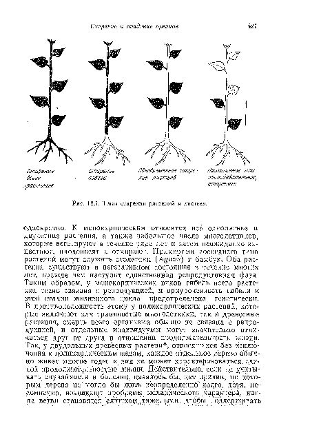 Изучение листьев как метод определения старения растений в условиях домашнего хозяйства