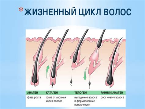 Изучение процесса роста волос на теле: раскрытие загадок природы