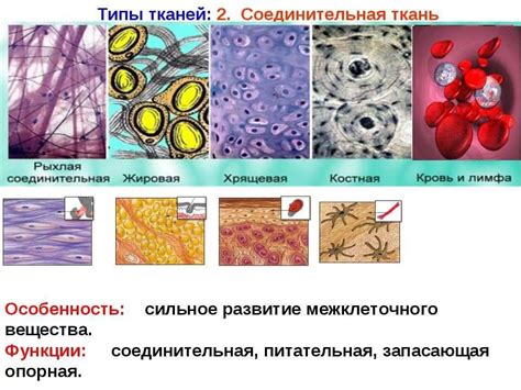 Изучите состояние обитаемой ткани