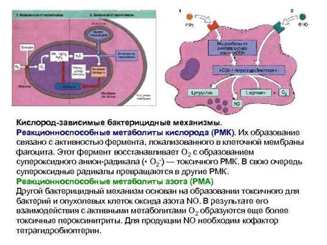 Иммунологическое значение фермента с антикоагулянтной активностью