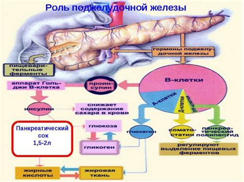 Инсулин и поджелудочная железа: взаимосвязь и роль гормона в организме