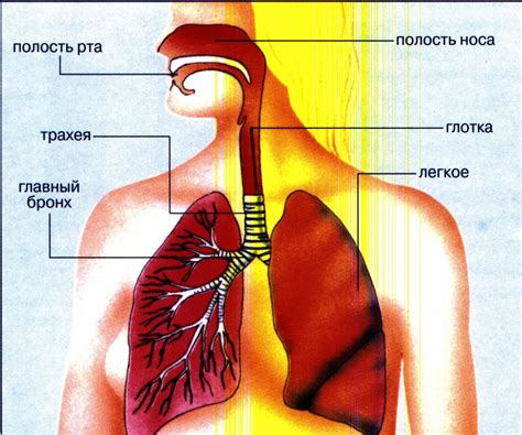 Инфекции верхних дыхательных путей могут стать причиной проблем с голосом