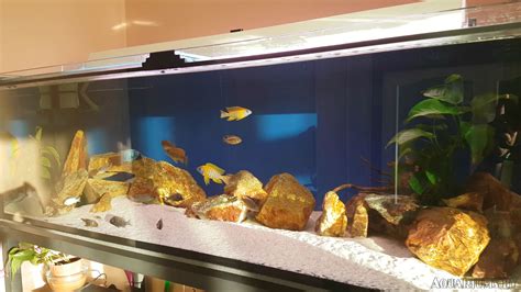 Исследуйте различные варианты оформления аквариумов и выберите подходящий для вас