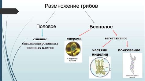 Исследуйте уникальные места для размножения ниток: где искать