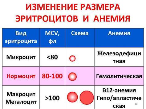 Какие заболевания вызывают изменение размера эритроцитов?
