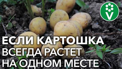 Какие растения способствуют подавлению сорняков после уборки картофеля?