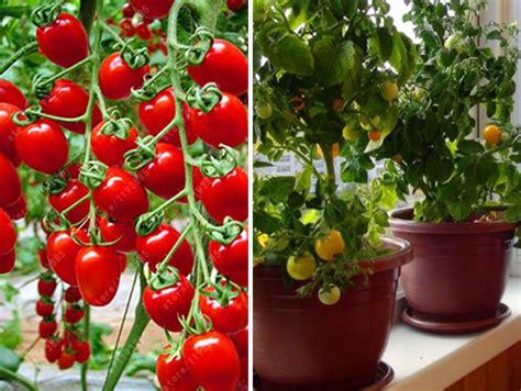 Как выбрать идеальные помидоры для вашей подливы: секреты свежести и спелости