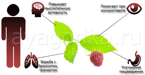 Как использовать малиновые листья для поддержания благополучного состояния организма