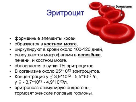 Как низкий уровень эритроцитов может отразиться на здоровье и самочувствии