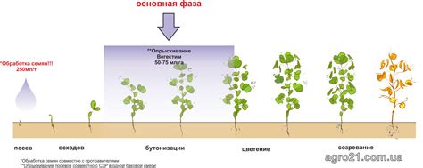 Как обеспечить идеальные условия для роста и созревания ягод