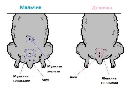 Как определить, что девочка рассматривает вас в качестве близкого друга?