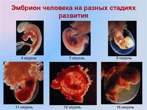 Как определить наличие начального этапа венозной непроходимости легких?