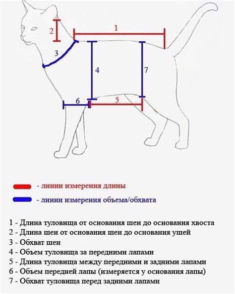 Как определить размер свитера для питомца и выбрать подходящие материалы