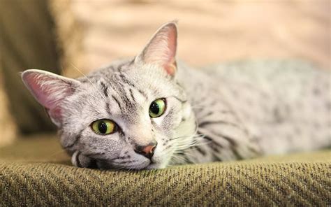 Как помочь глухой кошке справиться с проблемой орания