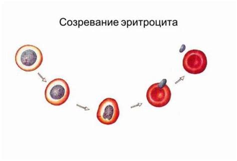 Как происходит гликозилирование гемоглобина?