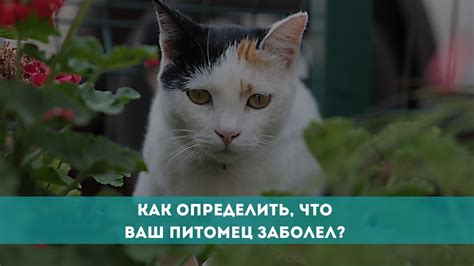 Как распознать, что ваш питомец отказывается принимать пищу?