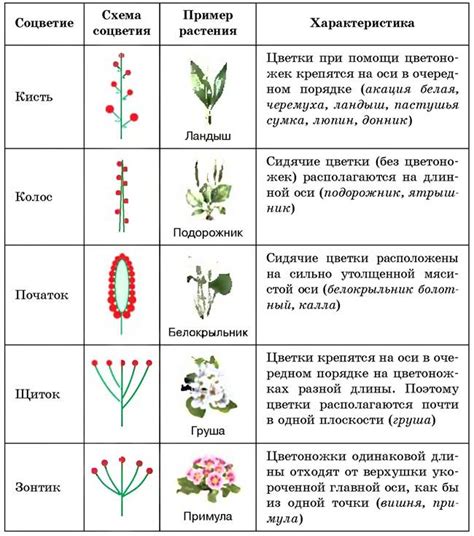 Как растения используют соцветия для размножения