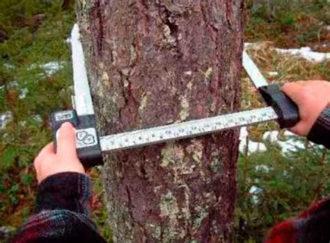 Как точно измерить толщину ствола дерева