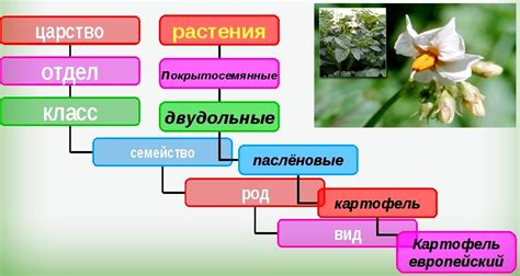 Кладкие растения: систематика и особенности репродукции