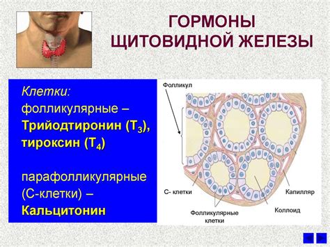 Клетки щитовидной железы