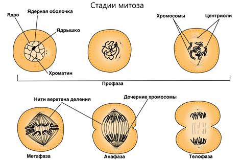 Клеточное деление: основной процесс в жизнедеятельности организмов