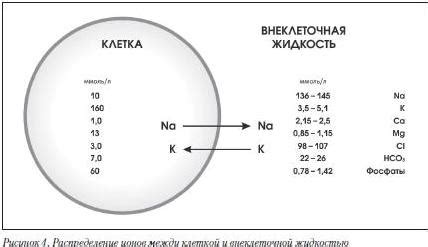 Клиническое значение и интерпретация данных о содержании калия, натрия и хлора в анализе сыворотки крови